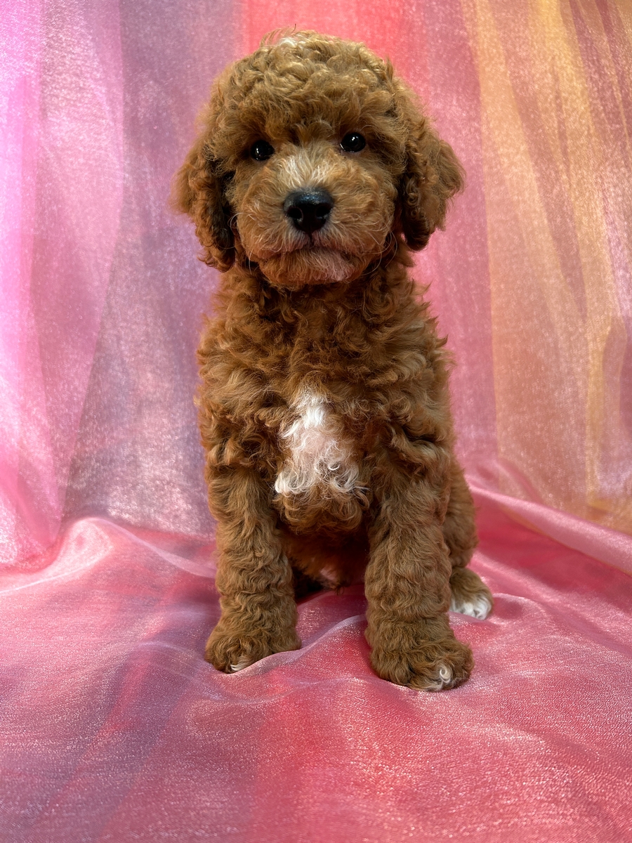 Red and White F1b Cockapoo Puppy for Sale DOB 3-23-2024